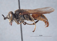 Tachytes vardyi image