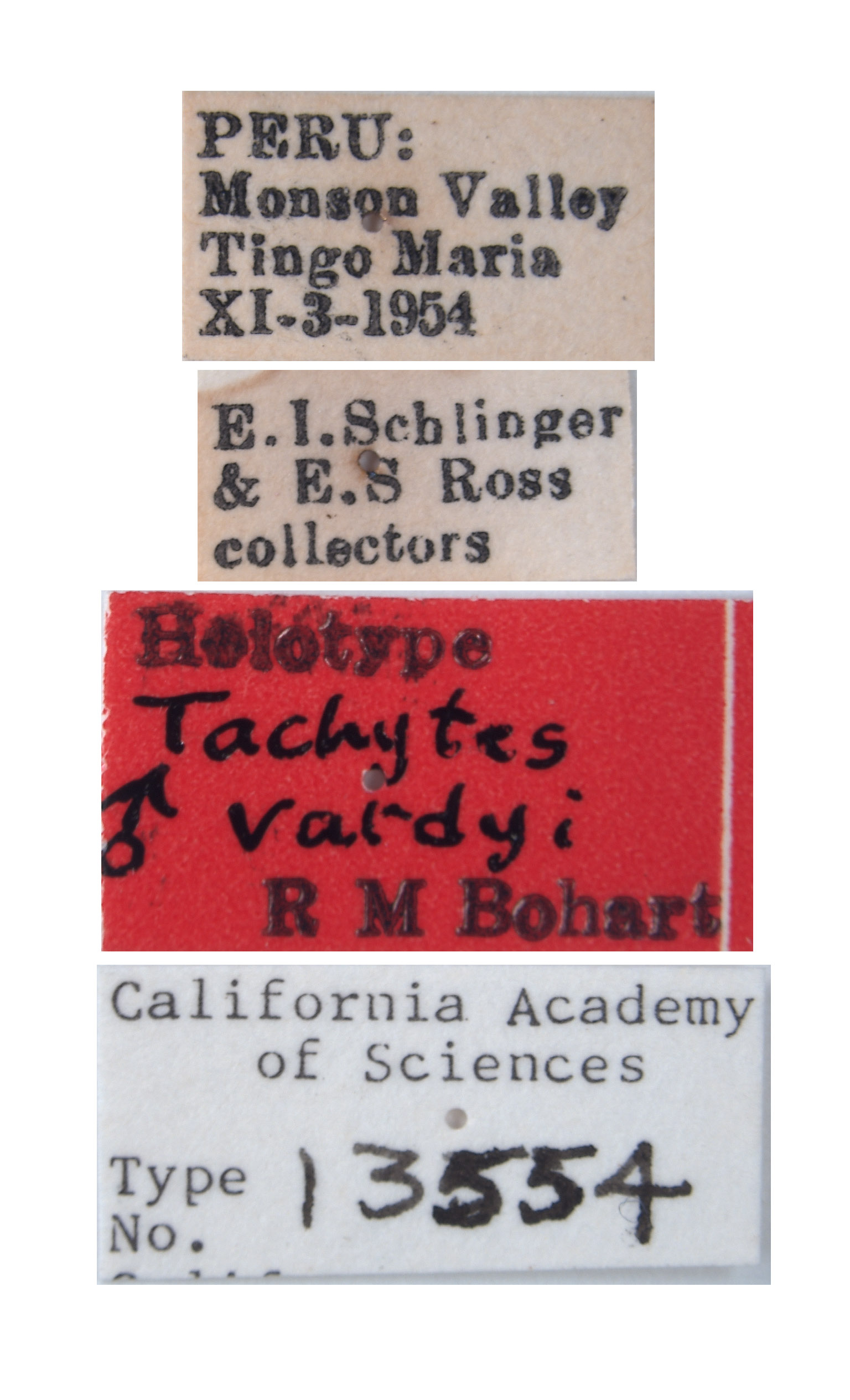 Tachytes vardyi image