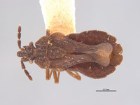 Aradus brevicornis image