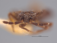 Aradus brevicornis image