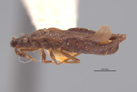 Aradus brevicornis image
