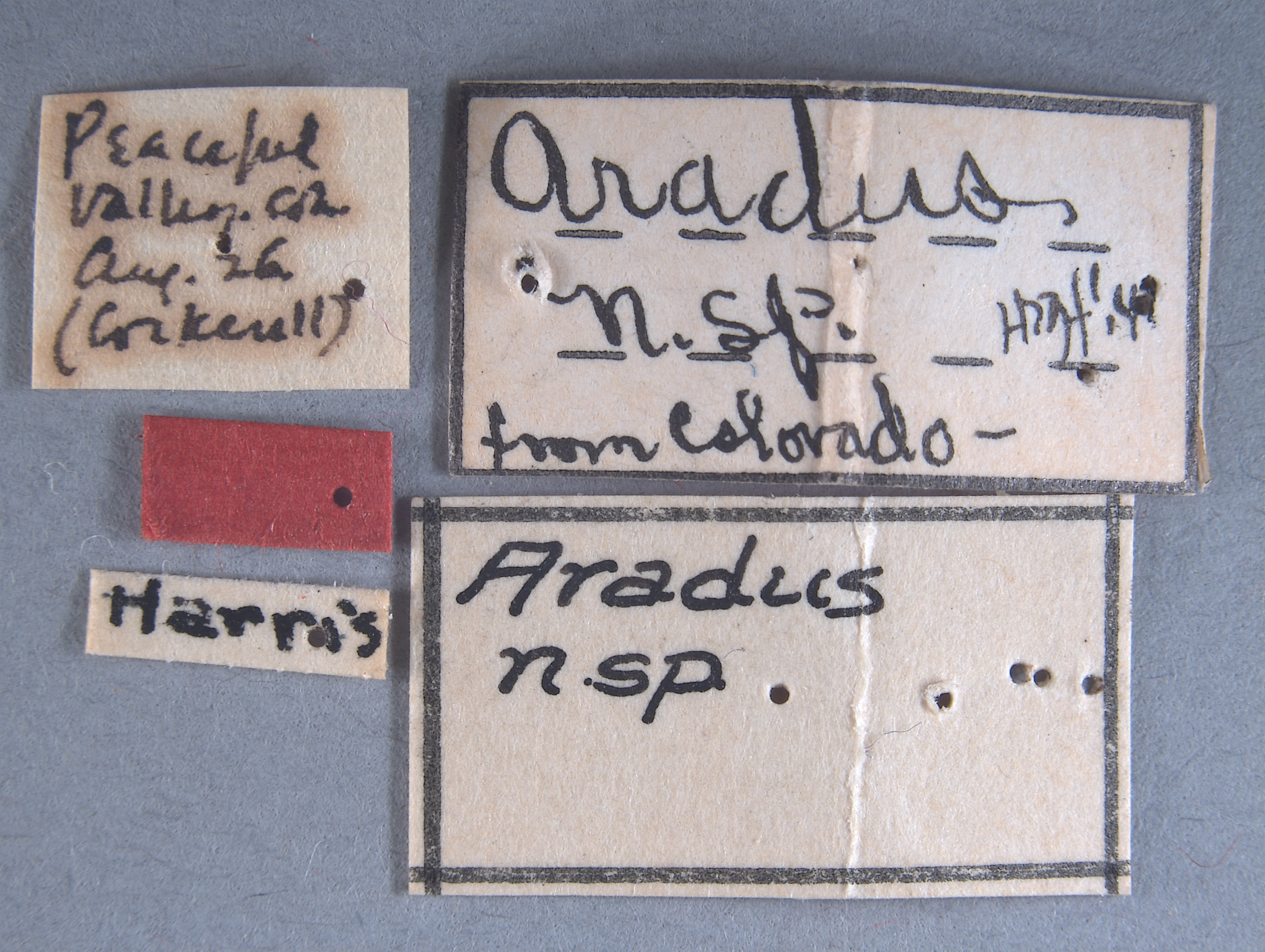 Aradus brevicornis image