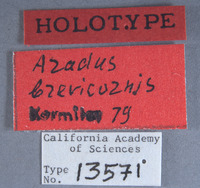 Image of Aradus brevicornis