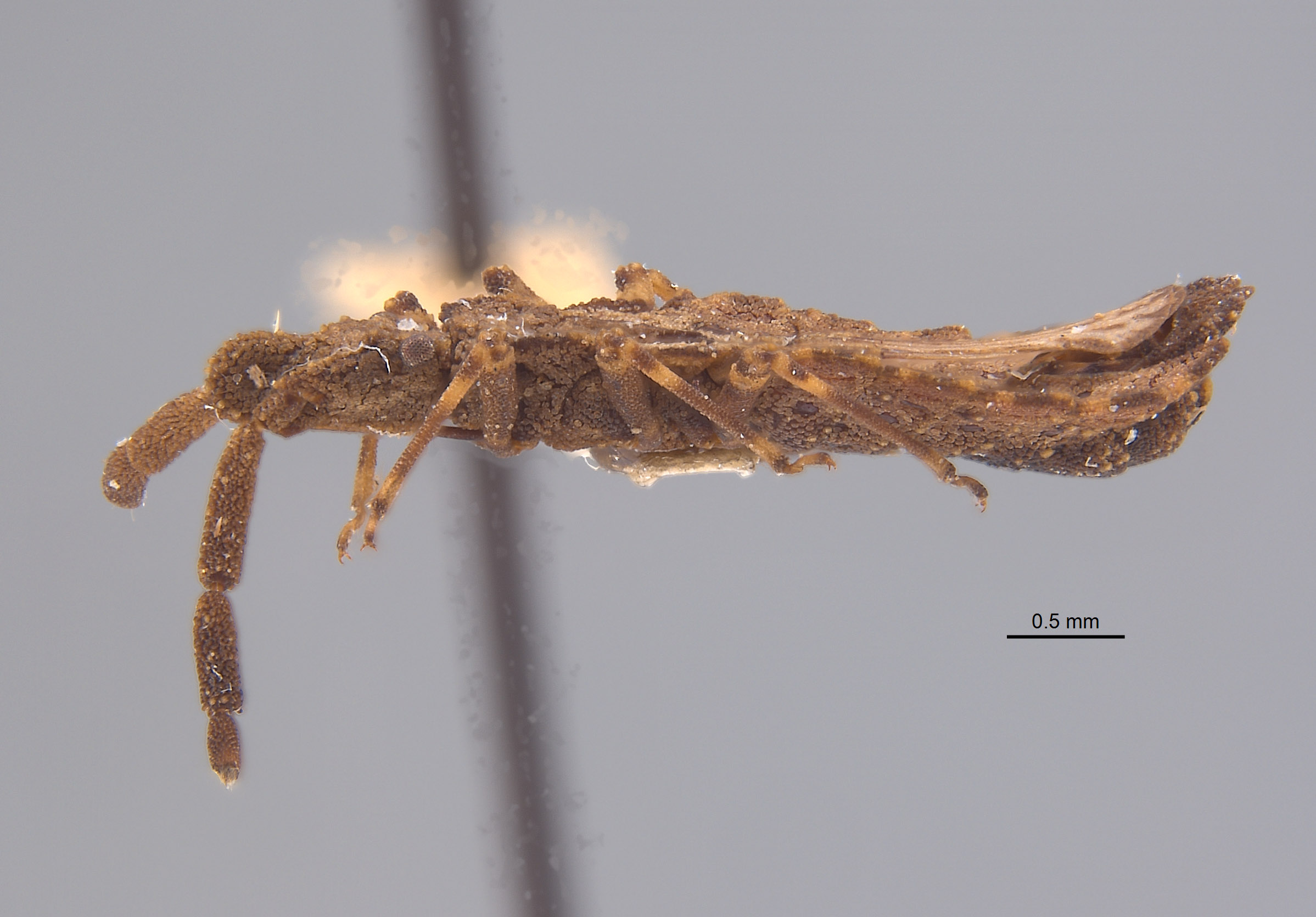 Aradus granuliger image