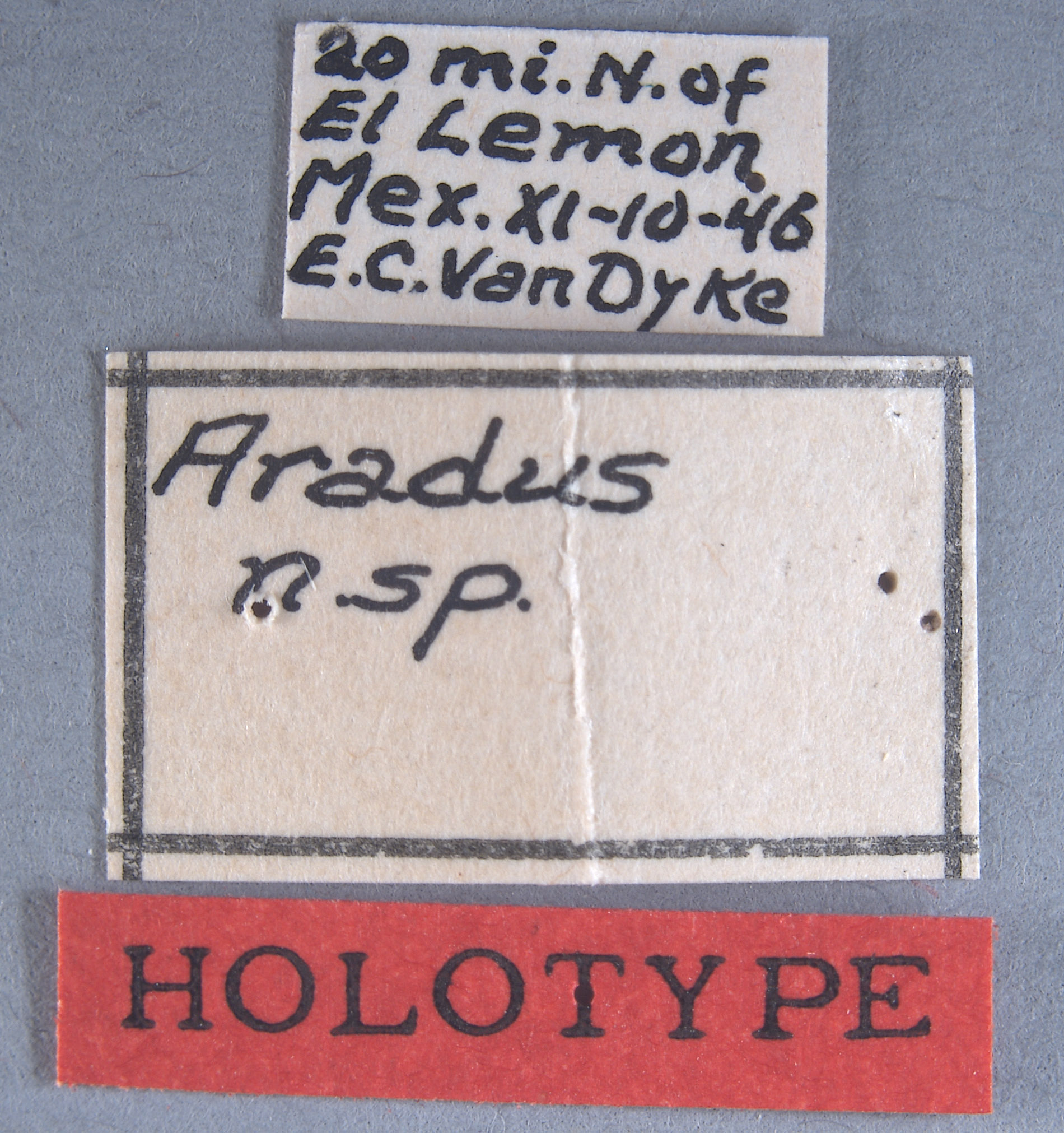 Aradus granuliger image