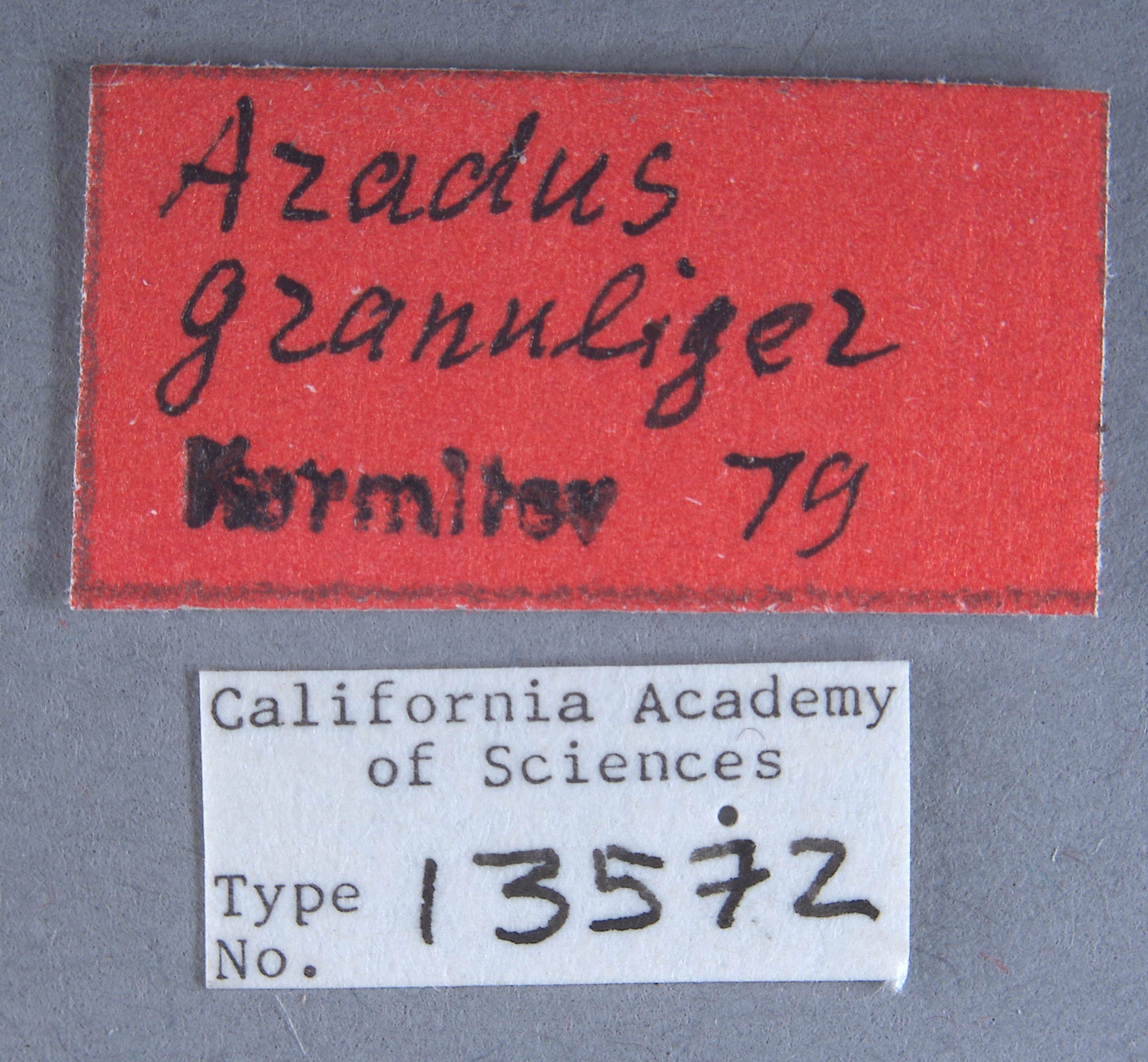 Aradus granuliger image