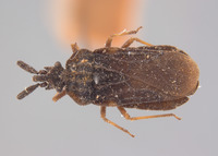 Aradus occidentalis image