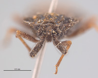 Aradus occidentalis image
