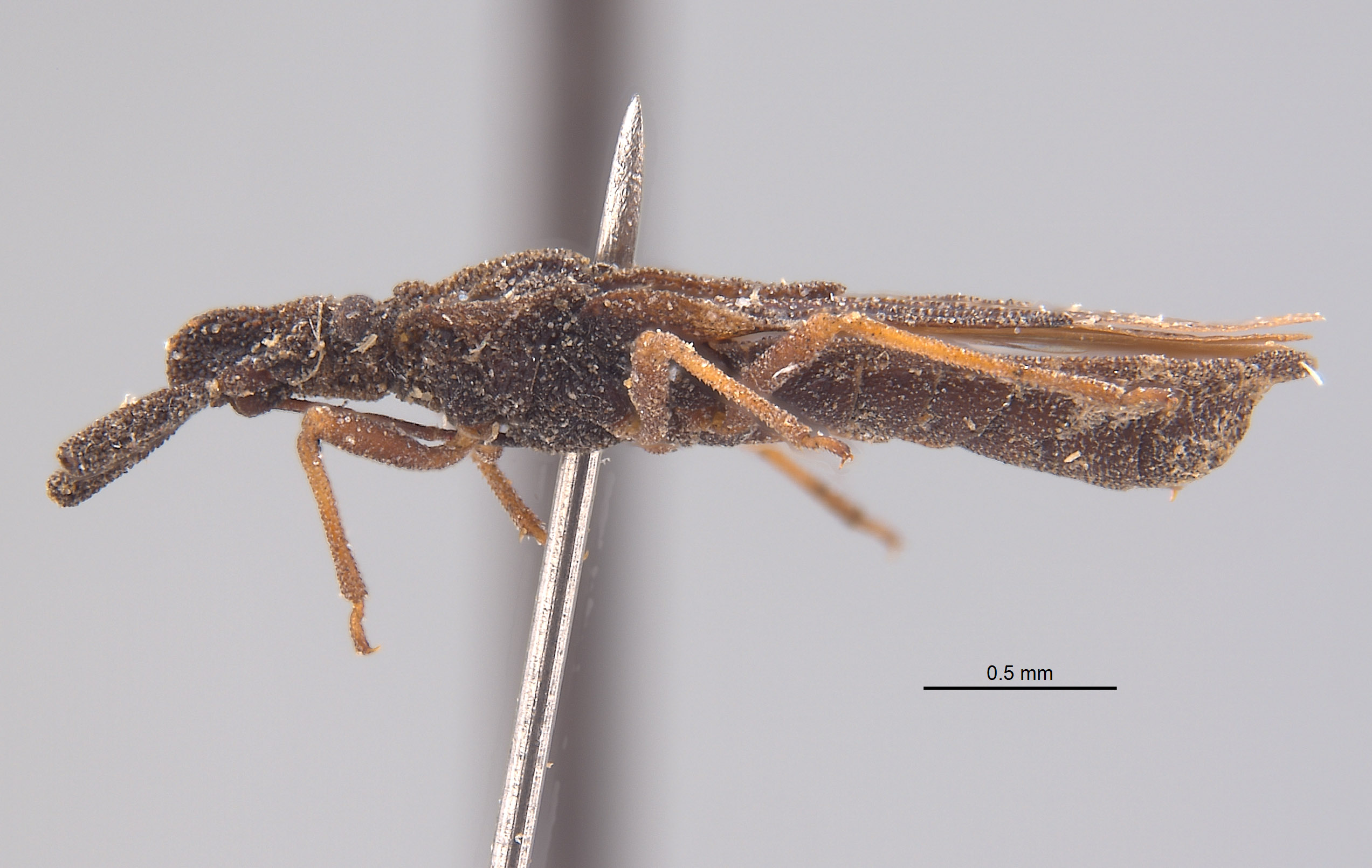 Aradus occidentalis image