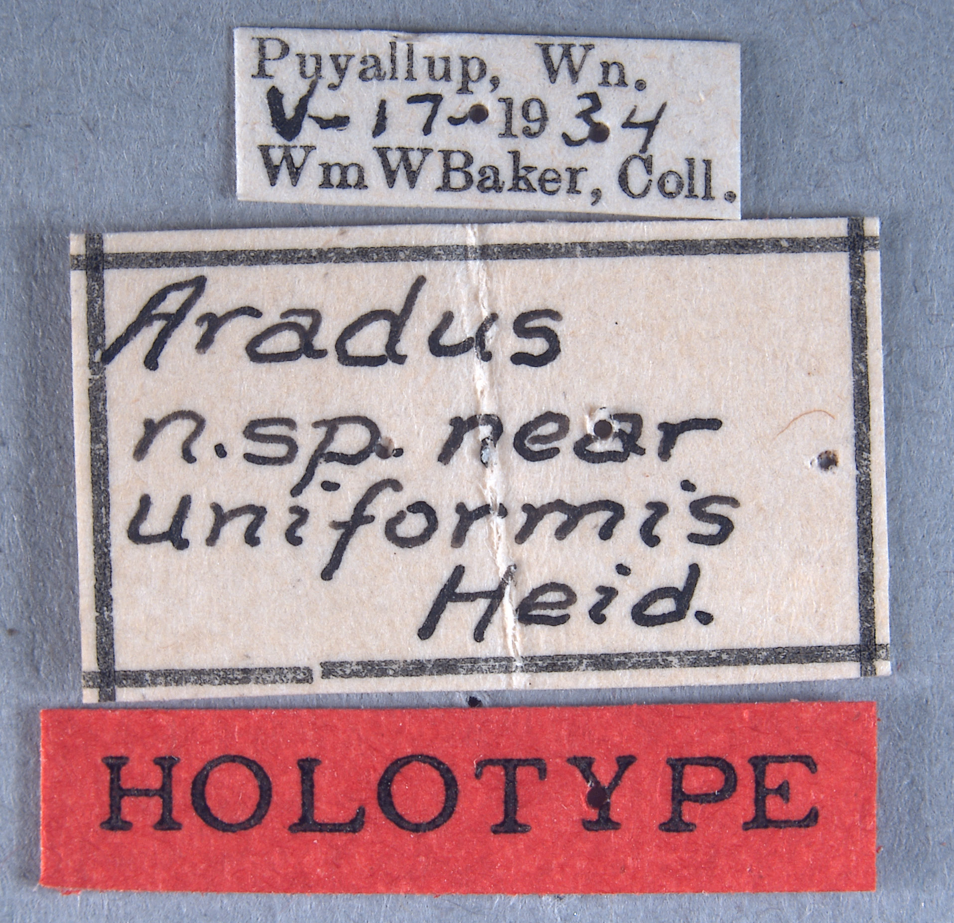 Aradus occidentalis image