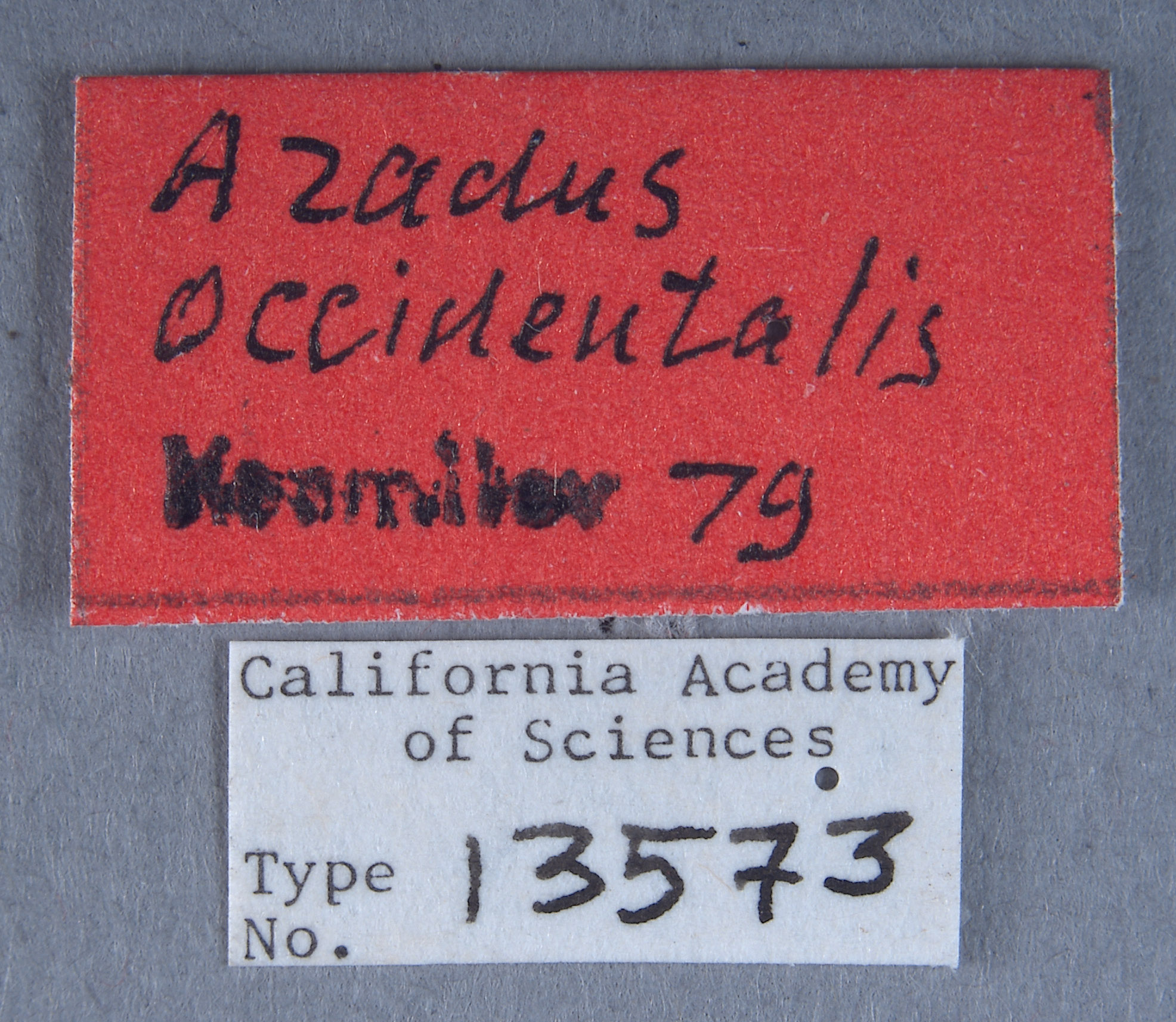 Aradus occidentalis image