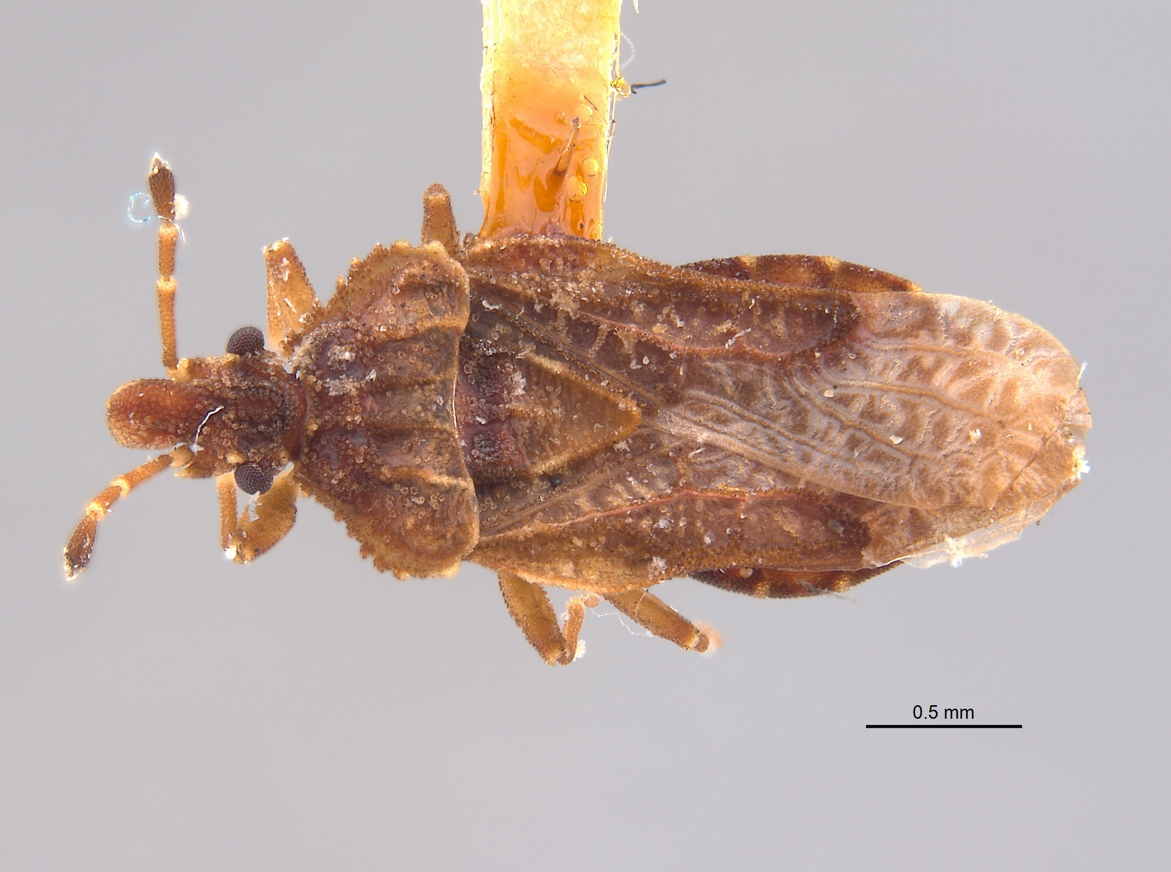 Aradus testaceus image