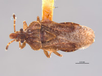 Aradus testaceus image