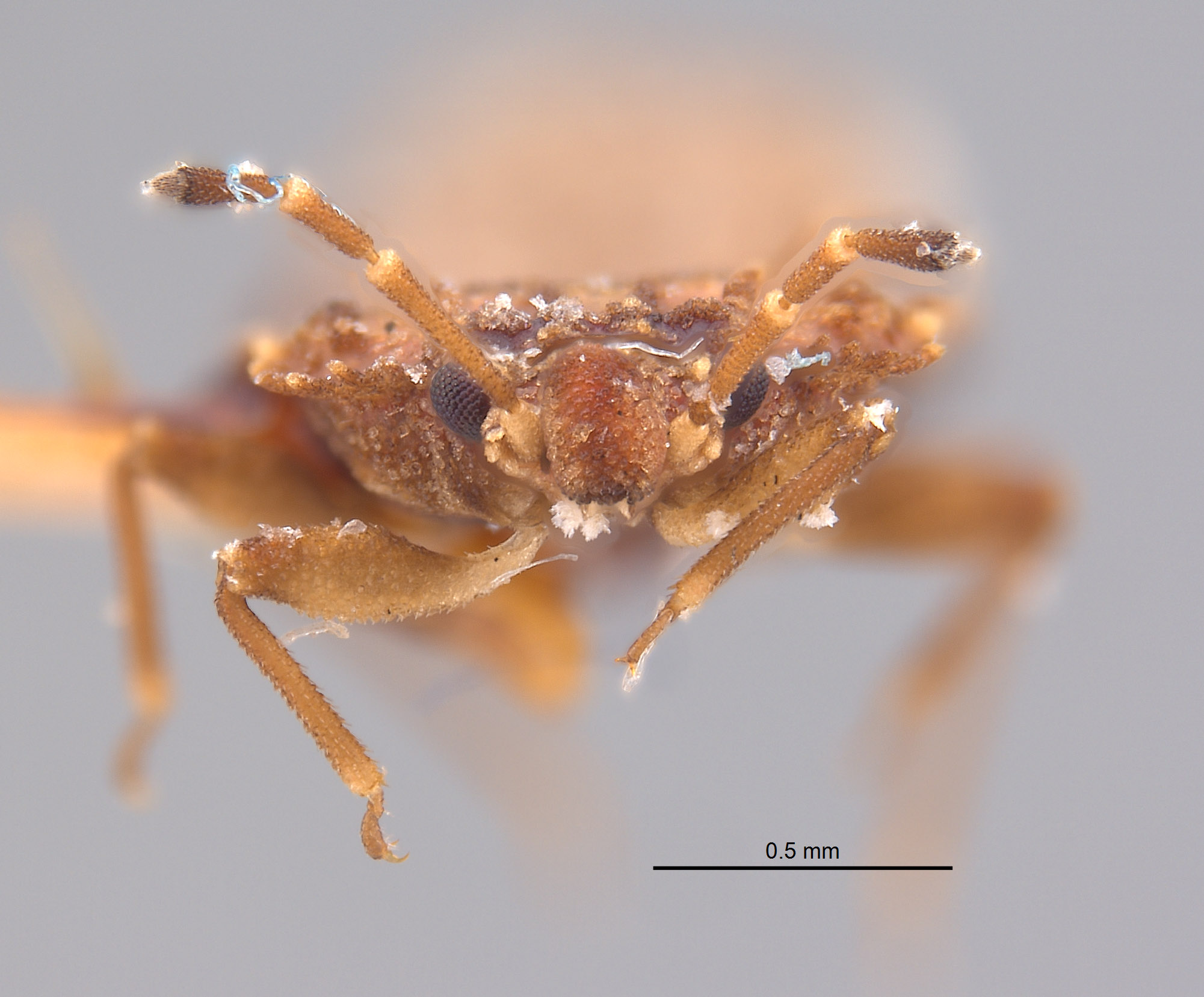 Aradus testaceus image