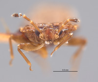 Aradus testaceus image
