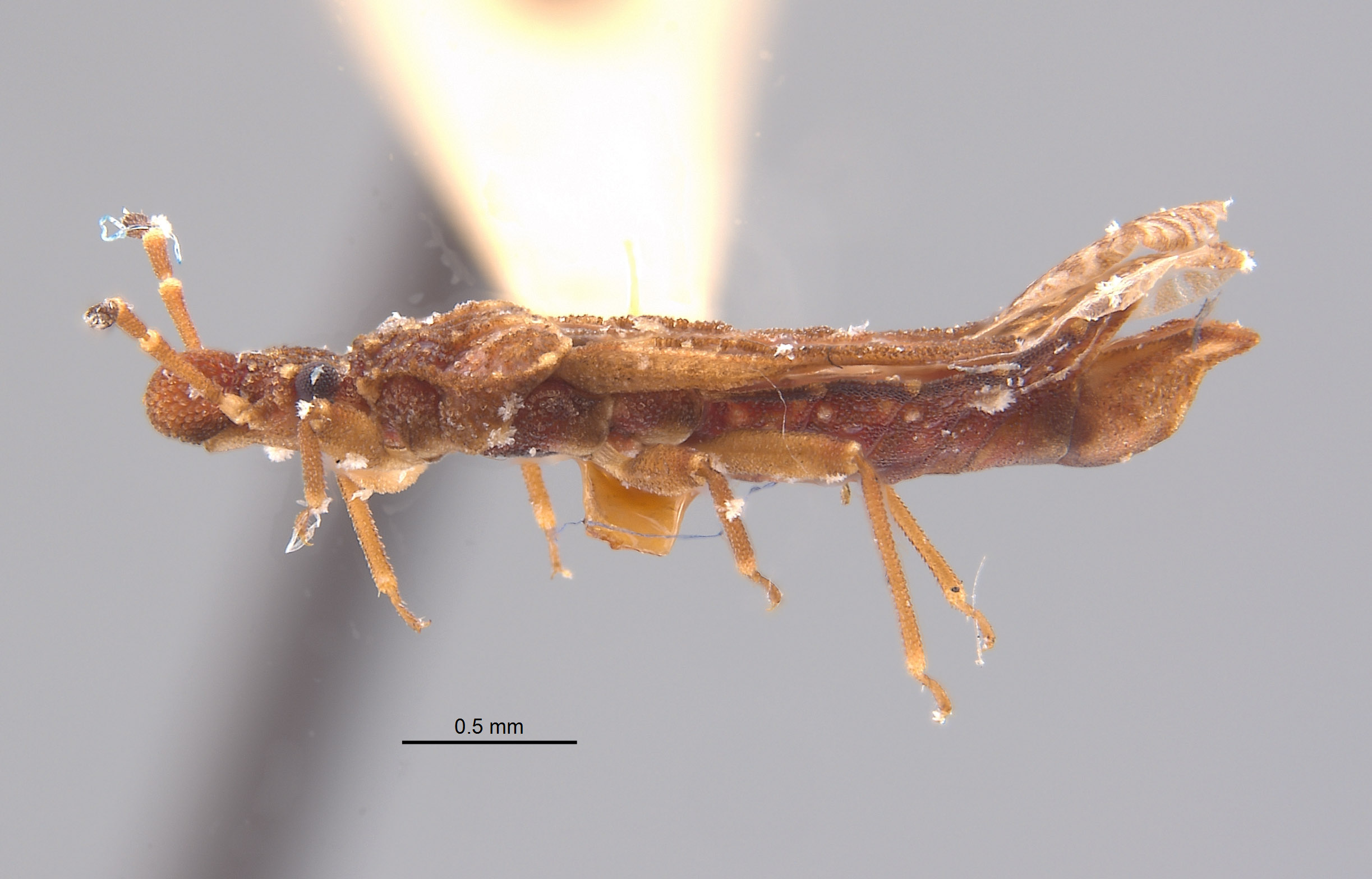 Aradus testaceus image