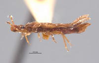 Aradus testaceus image