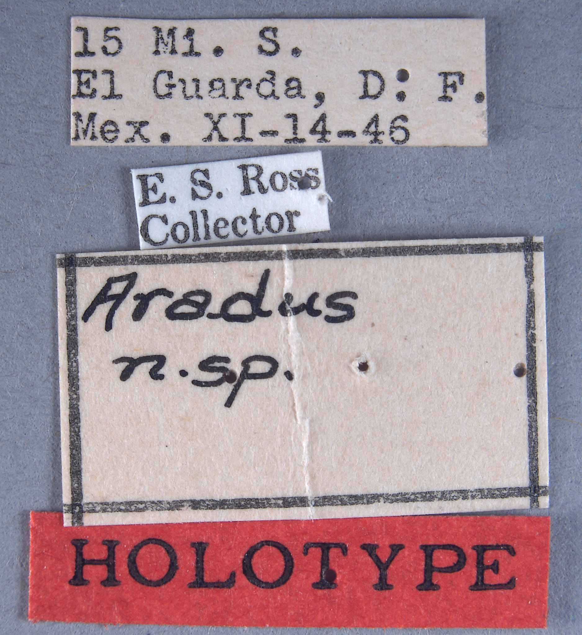 Aradus testaceus image