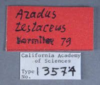Aradus testaceus image