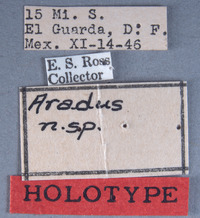 Aradus testaceus image