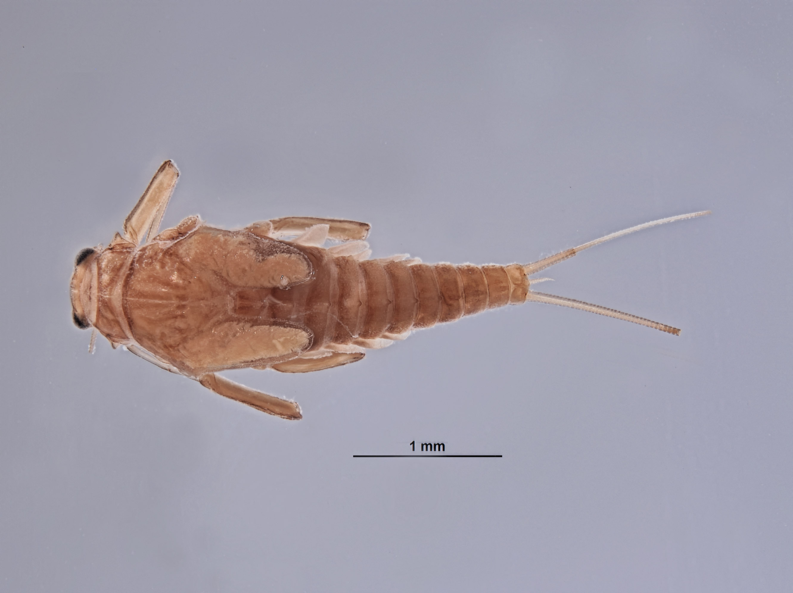 Baetodes adustus image