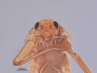 Baetodes adustus image