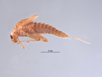 Baetodes adustus image