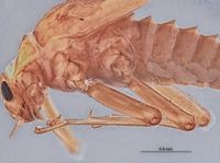 Baetodes adustus image