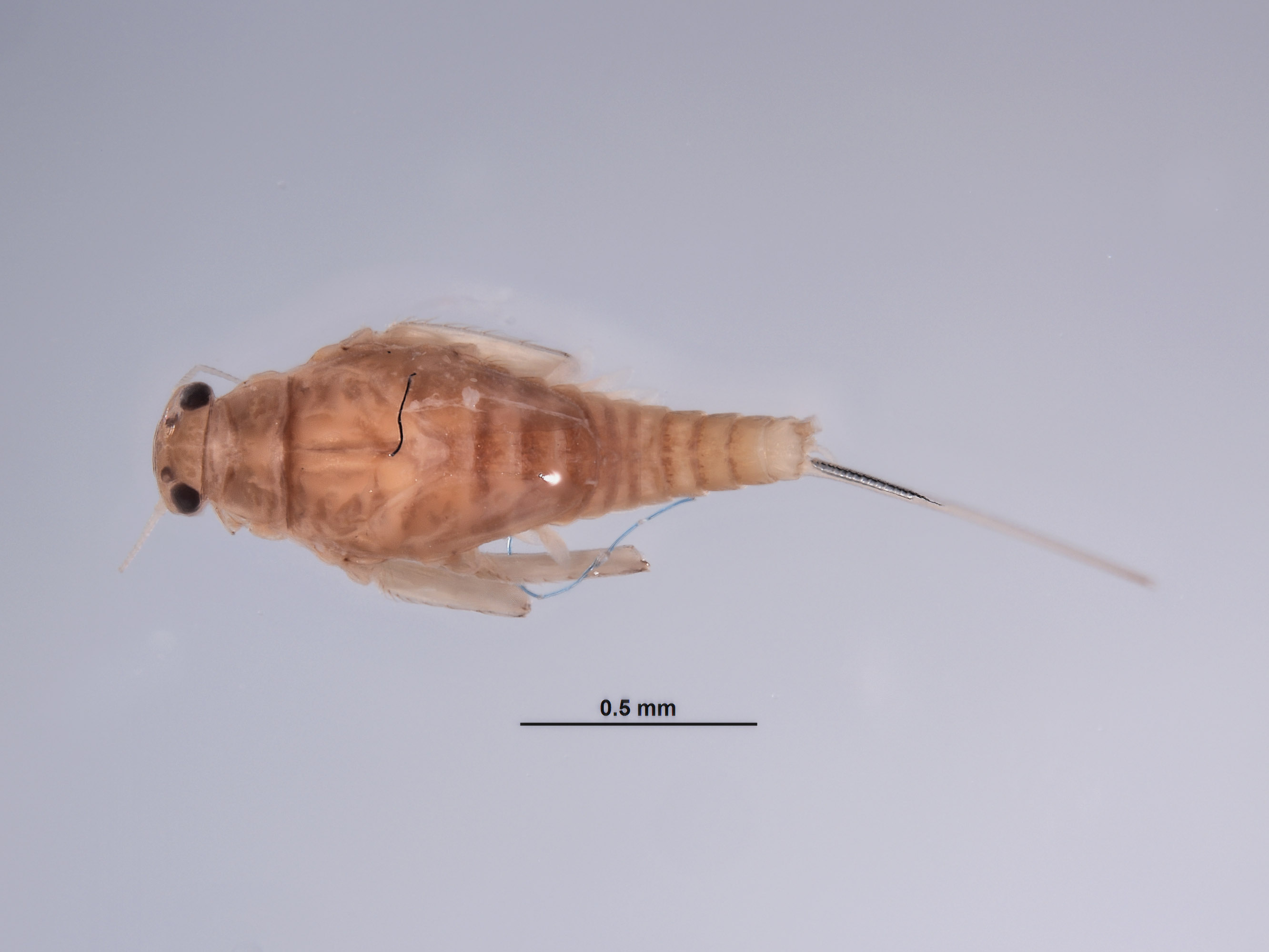 Baetodes deficiens image