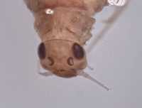 Baetodes deficiens image