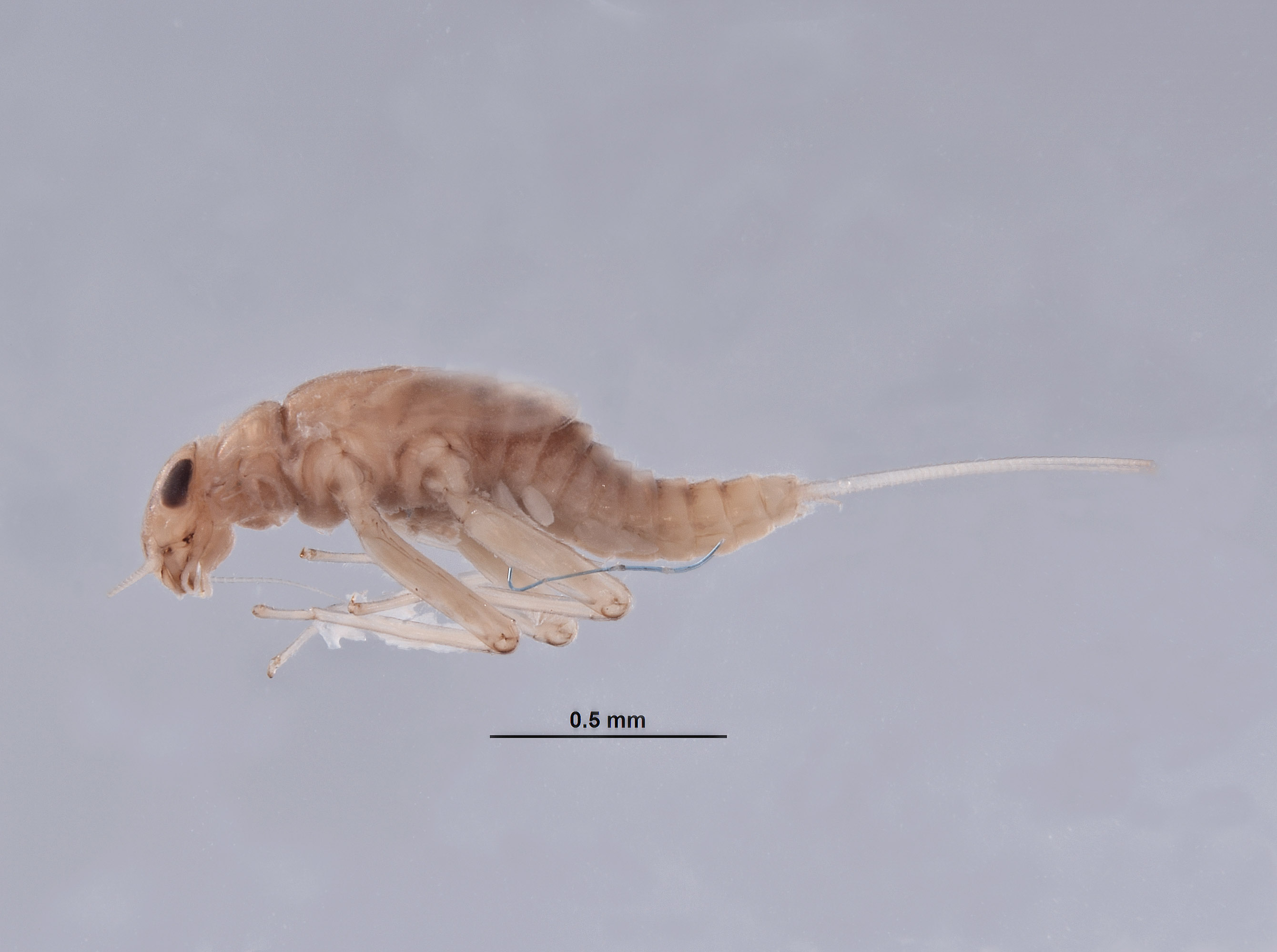 Baetodes deficiens image