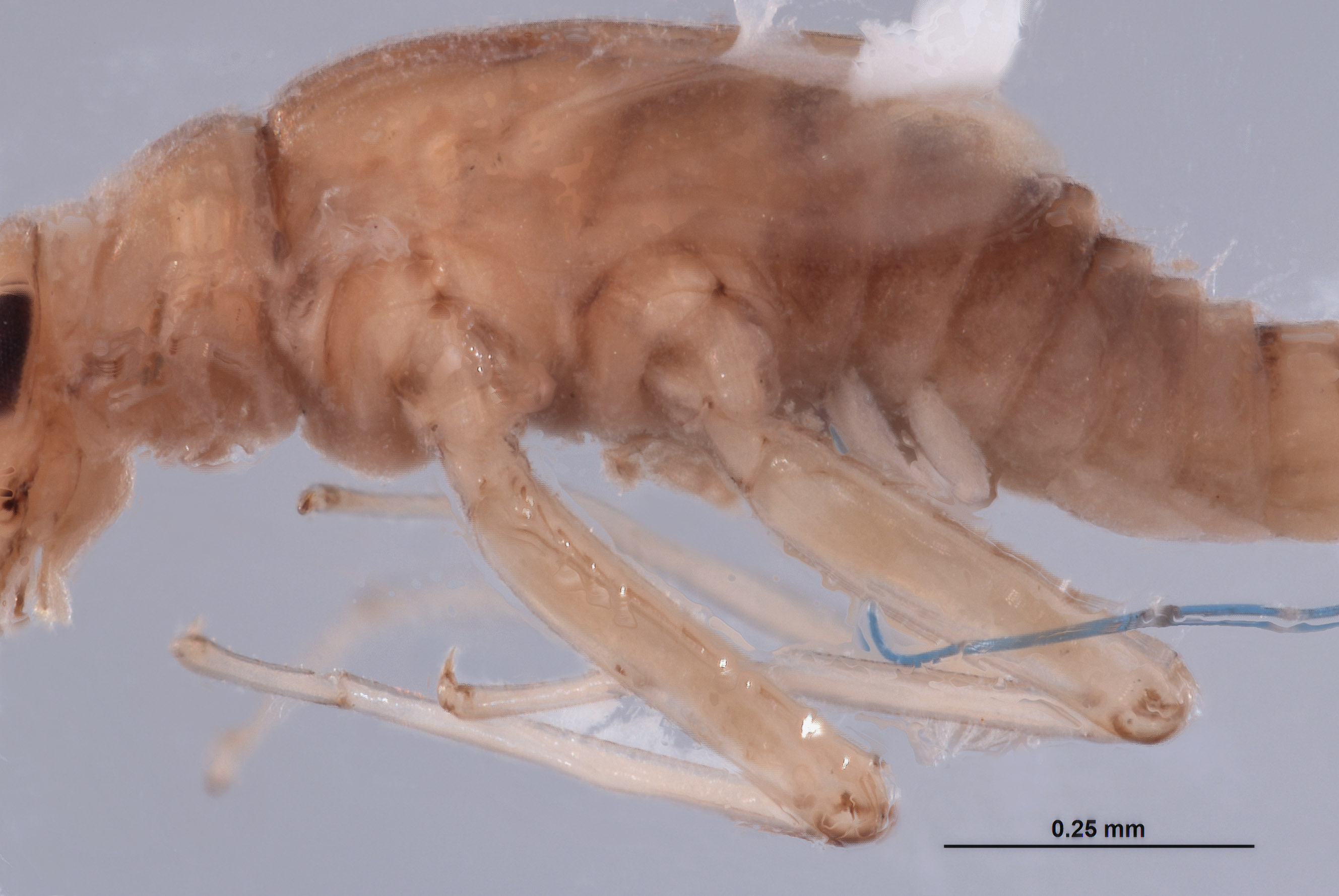 Baetodes deficiens image