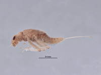 Baetodes deficiens image