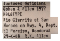 Baetodes deficiens image