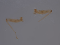 Baetodes deficiens image