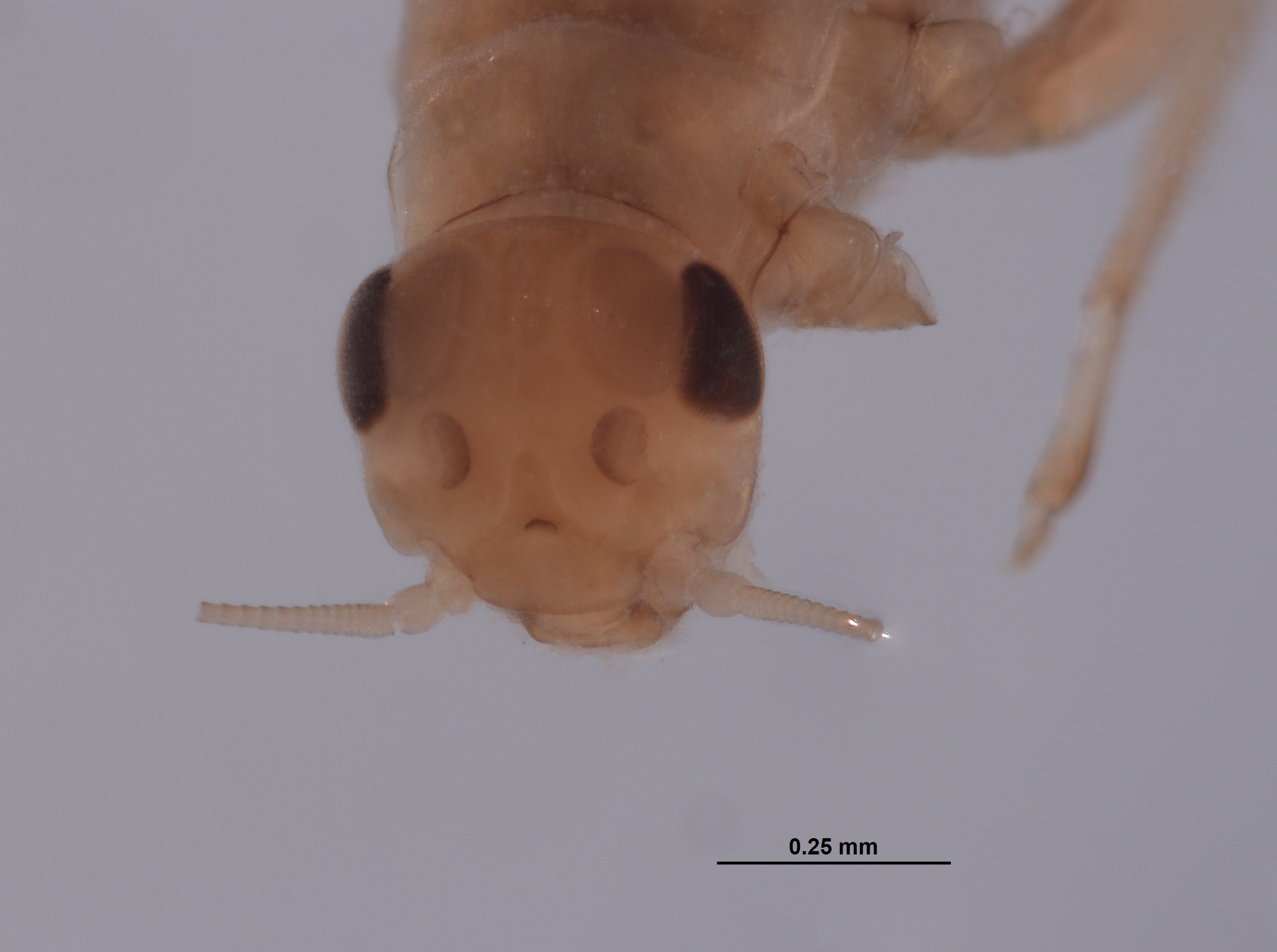 Baetodes fuscipes image