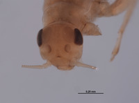 Baetodes fuscipes image