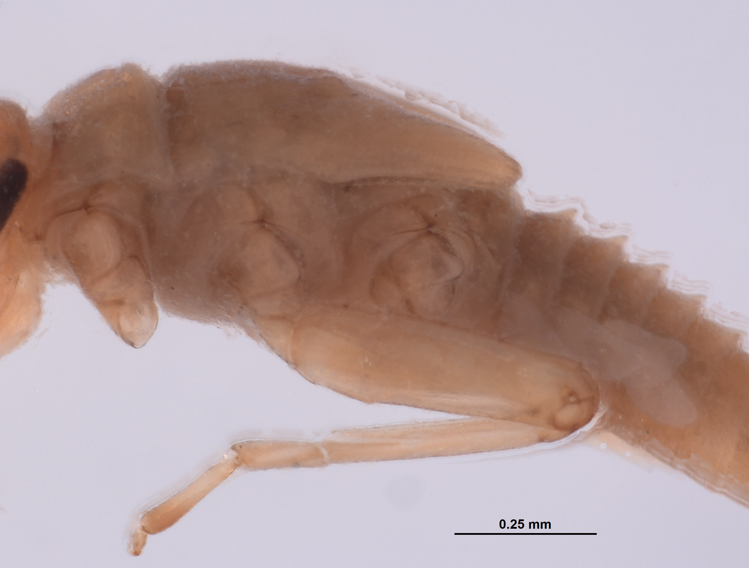 Baetodes fuscipes image