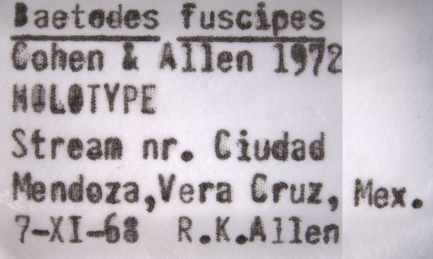 Baetodes fuscipes image