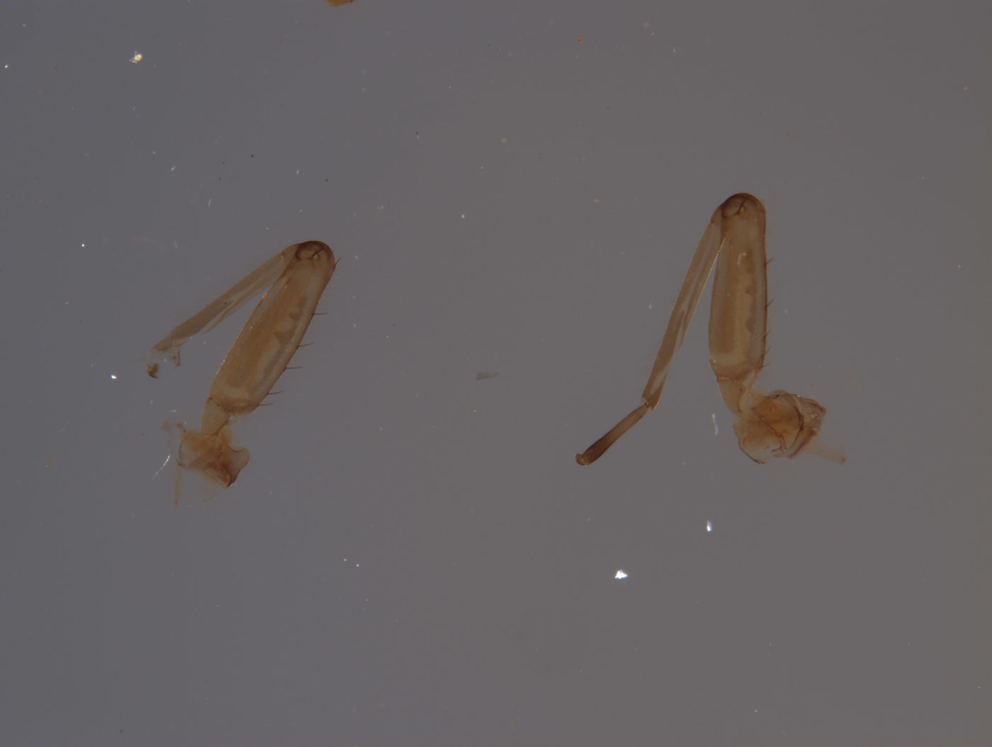 Baetodes fuscipes image