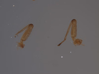 Baetodes fuscipes image