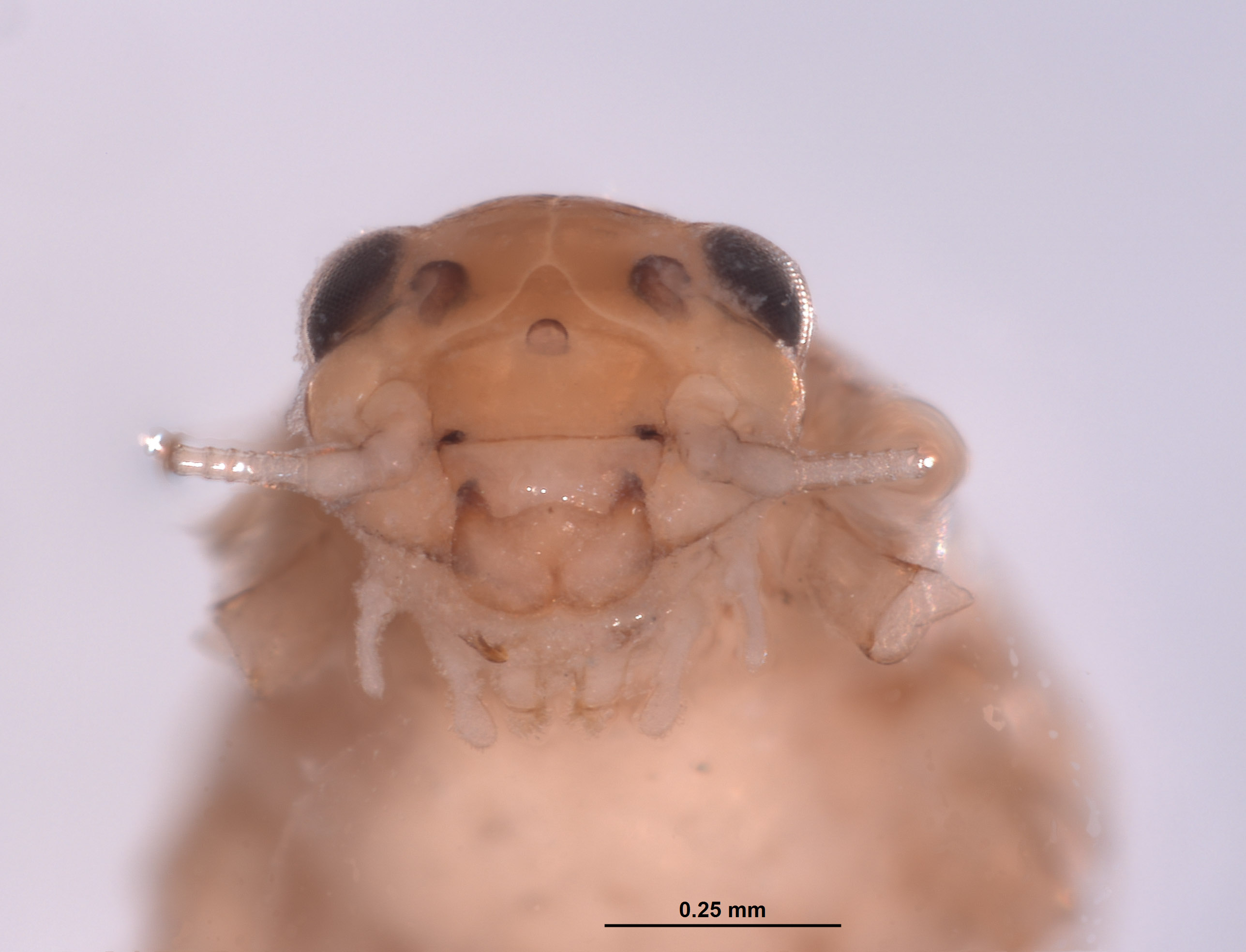 Baetodes inermis image