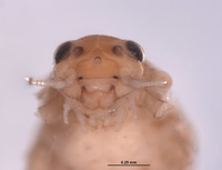 Baetodes inermis image