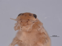 Baetodes inermis image