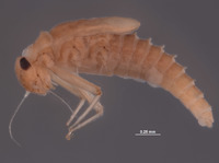 Baetodes noventus image