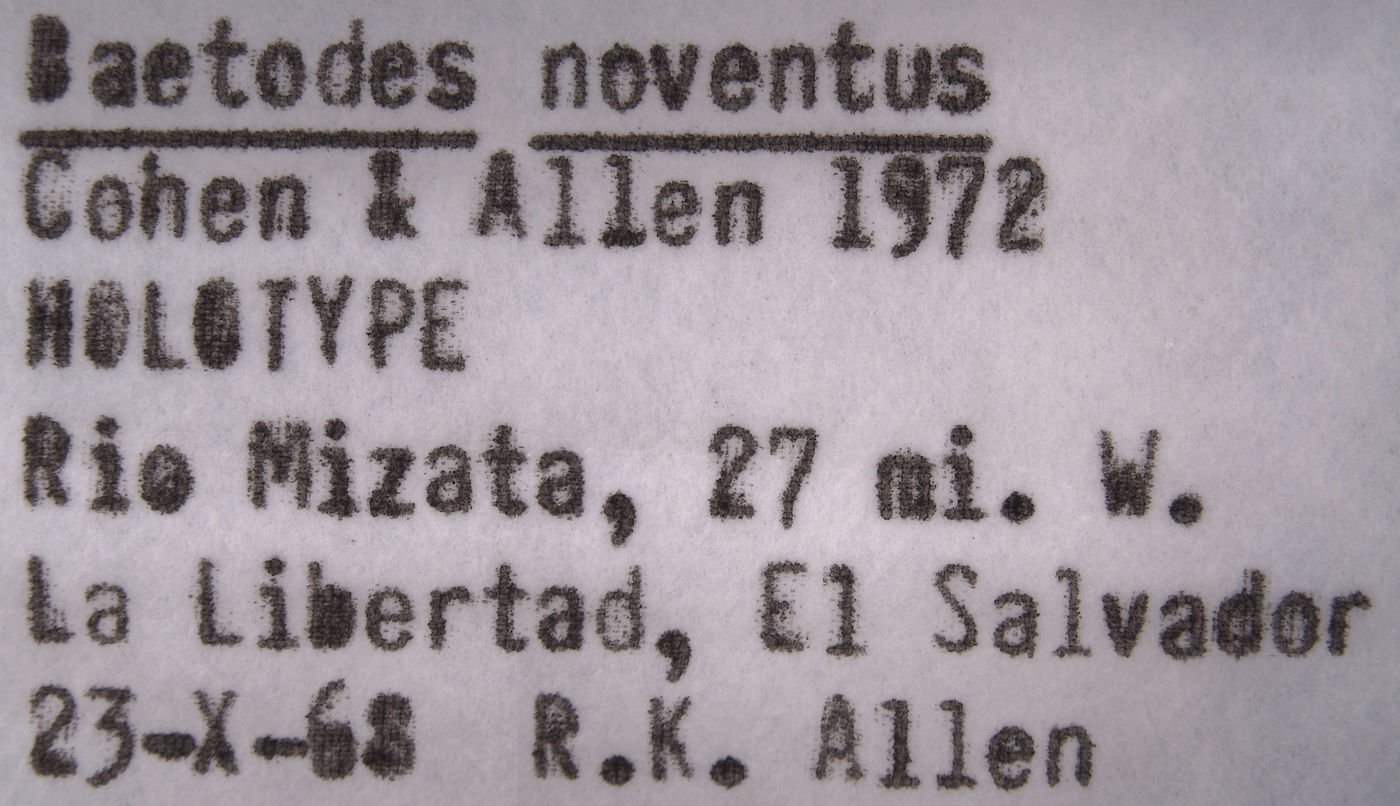 Baetodes noventus image