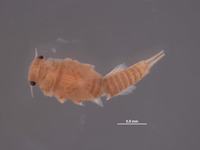 Image of Baetodes pallidus