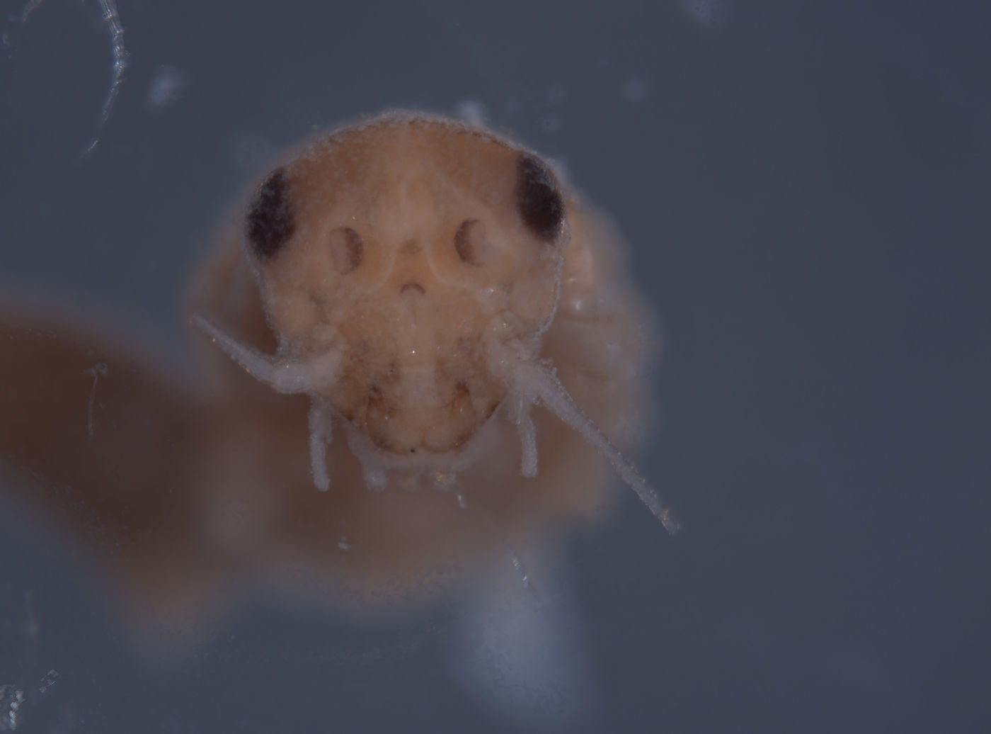 Baetodes pallidus image