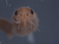 Baetodes pallidus image