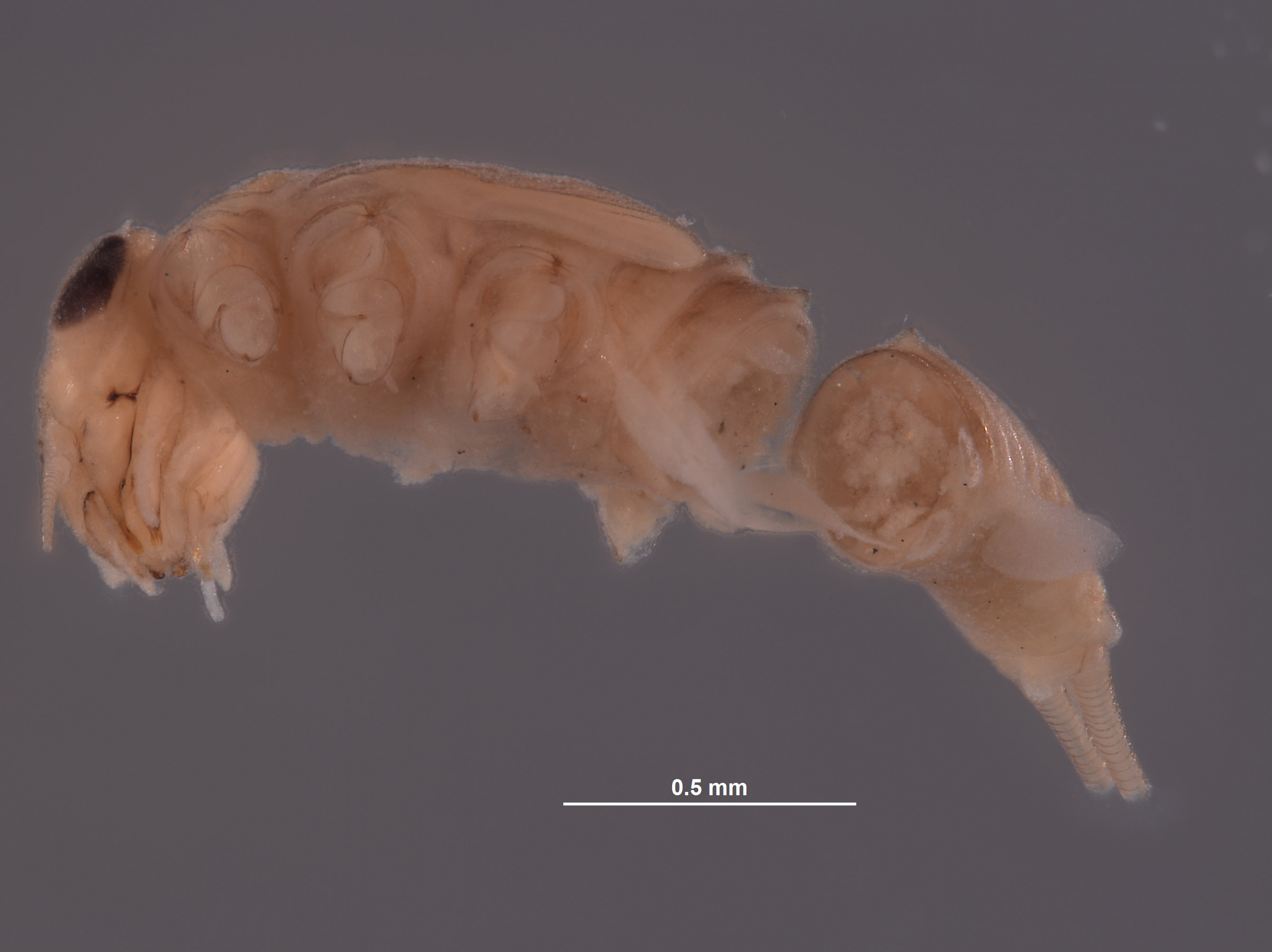 Baetodes pallidus image